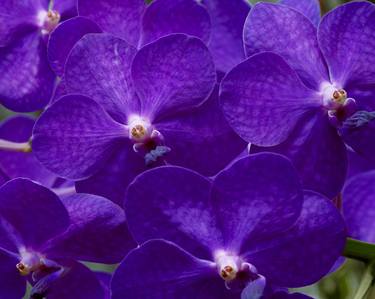 Purple Vanda thumb