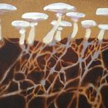 Mycorrhizae by Andy Allen