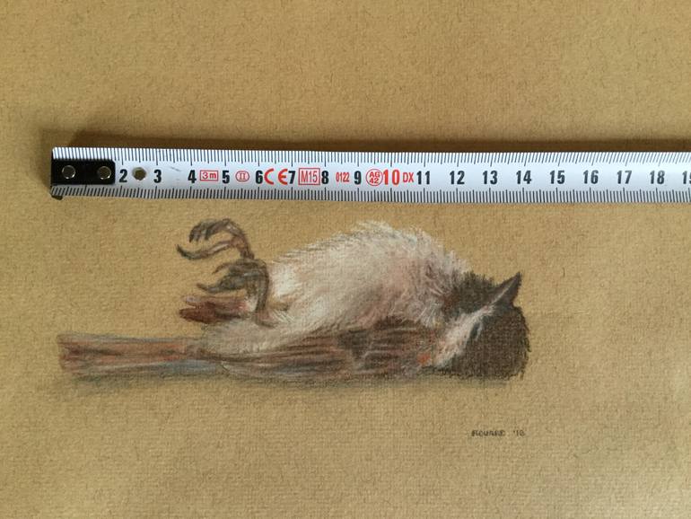 Sparrow Drawing by Alexandra Rouard | Saatchi Art