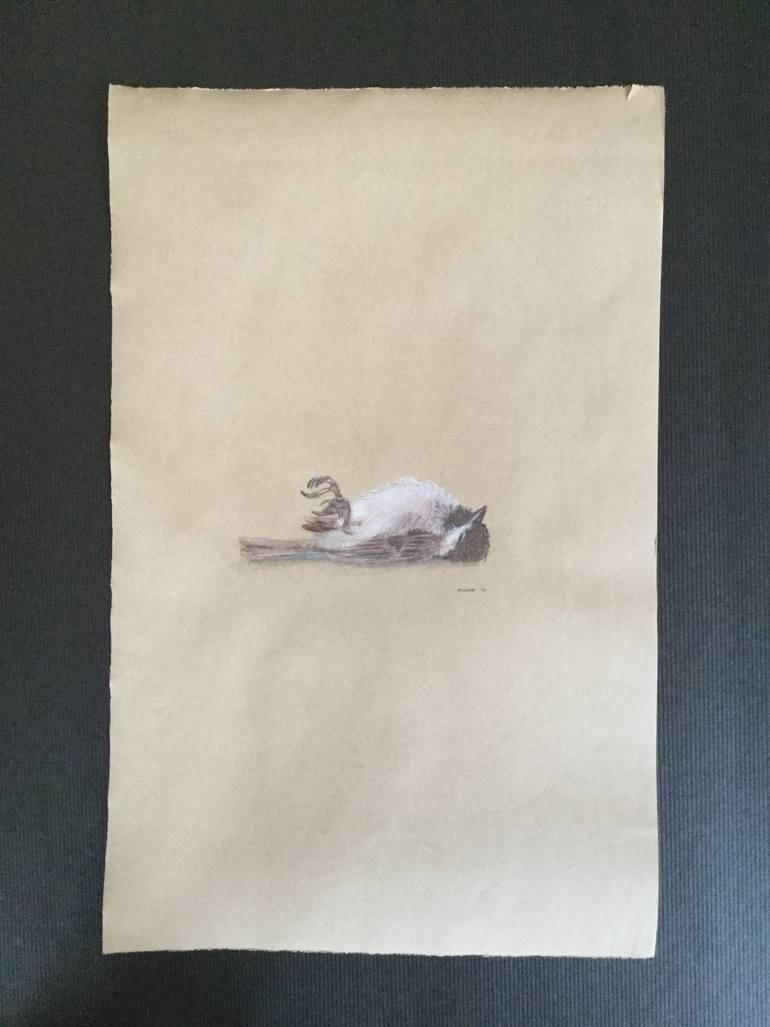Sparrow Drawing by Alexandra Rouard | Saatchi Art