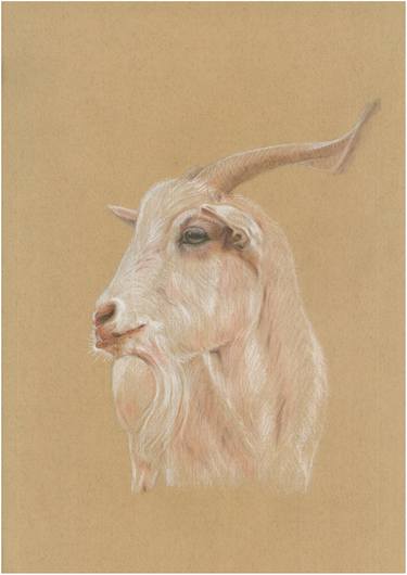 Print of Figurative Animal Drawings by Alexandra Rouard