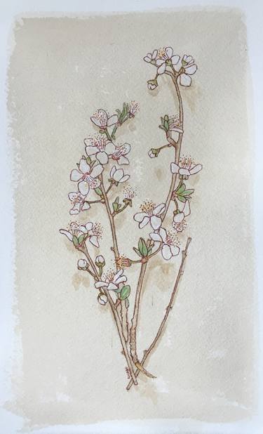 Print of Floral Drawings by Alexandra Rouard