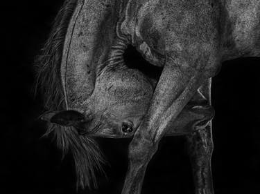 Print of Fine Art Horse Photography by Bev Pettit