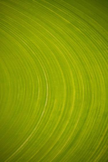 «Green circle near Yangedi South Road, Australia» by Nikosono thumb