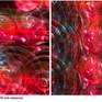 Lissa Hahn's &quot;Time Warp of Mar&quot; Diptych printed on aluminium