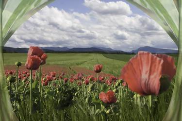 field of poppies thumb