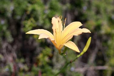 Print of Documentary Botanic Photography by Ace Harman