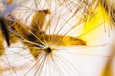 Print of Abstract Floral Photography by Sean Riley
