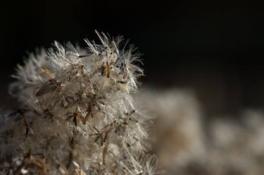 Print of Floral Photography by Sean Riley