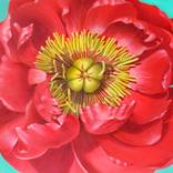 Peony by Alexandra Calin