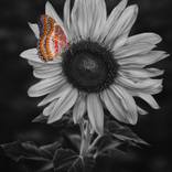 Collection Metamorphosis