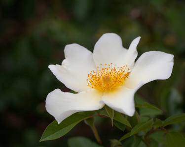 Old Garden Rose thumb