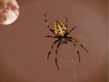 Print of Animal Photography by Alan Bray