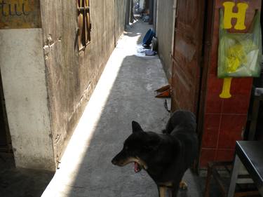Dog, Vietnam 2013. thumb