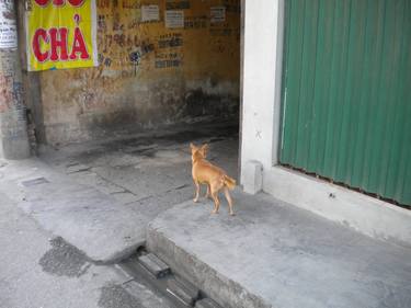 Solitary Dog, Vietnam, 2013. thumb