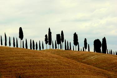 Trees Stand In a Line thumb