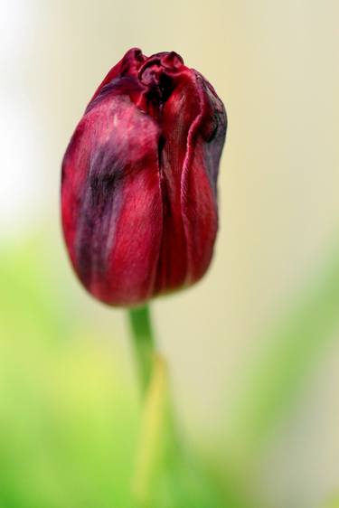 Red Tulip thumb