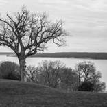 Tree at Mount Vernon by Miren Etcheverry