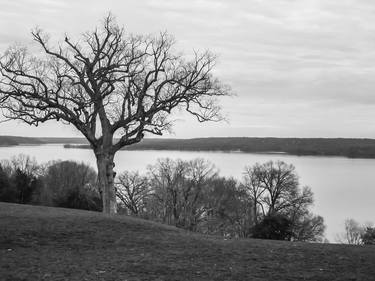 Tree at Mount Vernon thumb