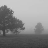 Trees in Fog #1 by Miren Etcheverry