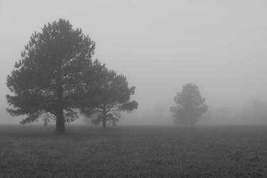 Trees in Fog #1 thumb