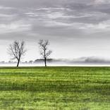 Beyond the Bog - Limited Edition 1 of 10 by Miren Etcheverry