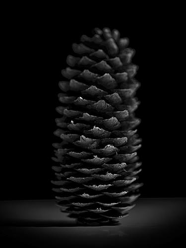 Nature Portraiture_Pine Cone_002 thumb