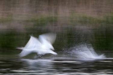 Original Impressionism Nature Photography by Ildikó Baranyi