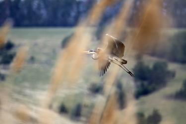 Print of Nature Photography by Ildikó Baranyi