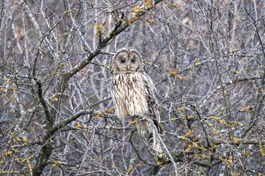 Ural Owl (Limited Edition 1/24) thumb