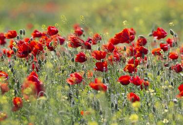 Original Fine Art Floral Photography by Ildikó Baranyi