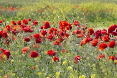 Original Fine Art Floral Photography by Ildikó Baranyi