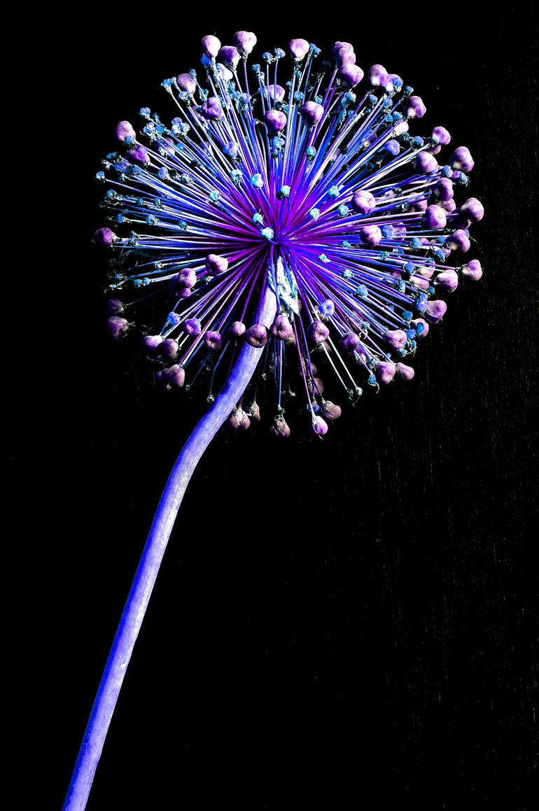 Fireworks in the Garden Giclee