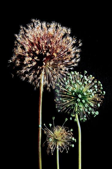 Three Globe Thistles thumb