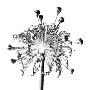 Black on White Globe Thistle thumb