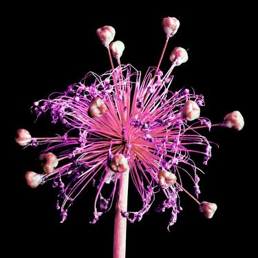 Red-Purple  Globe Thistle thumb