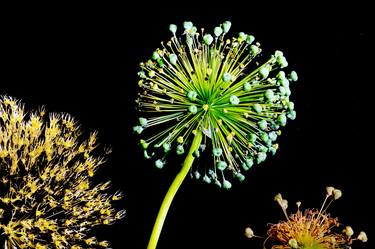 Three Globe Thistles thumb