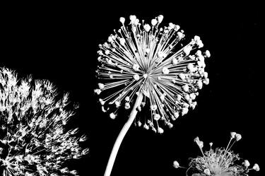 Three High Contrast Globe Thistles thumb