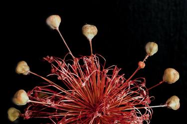 Eight Globe Thistle Seed Pods thumb