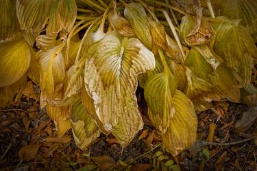 Museum Matted Copy, "Wilted and Torn Hosta Leaves" thumb