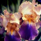 Two Iris -  Vintage Image - New Print - Best Ever! by Russ Martin