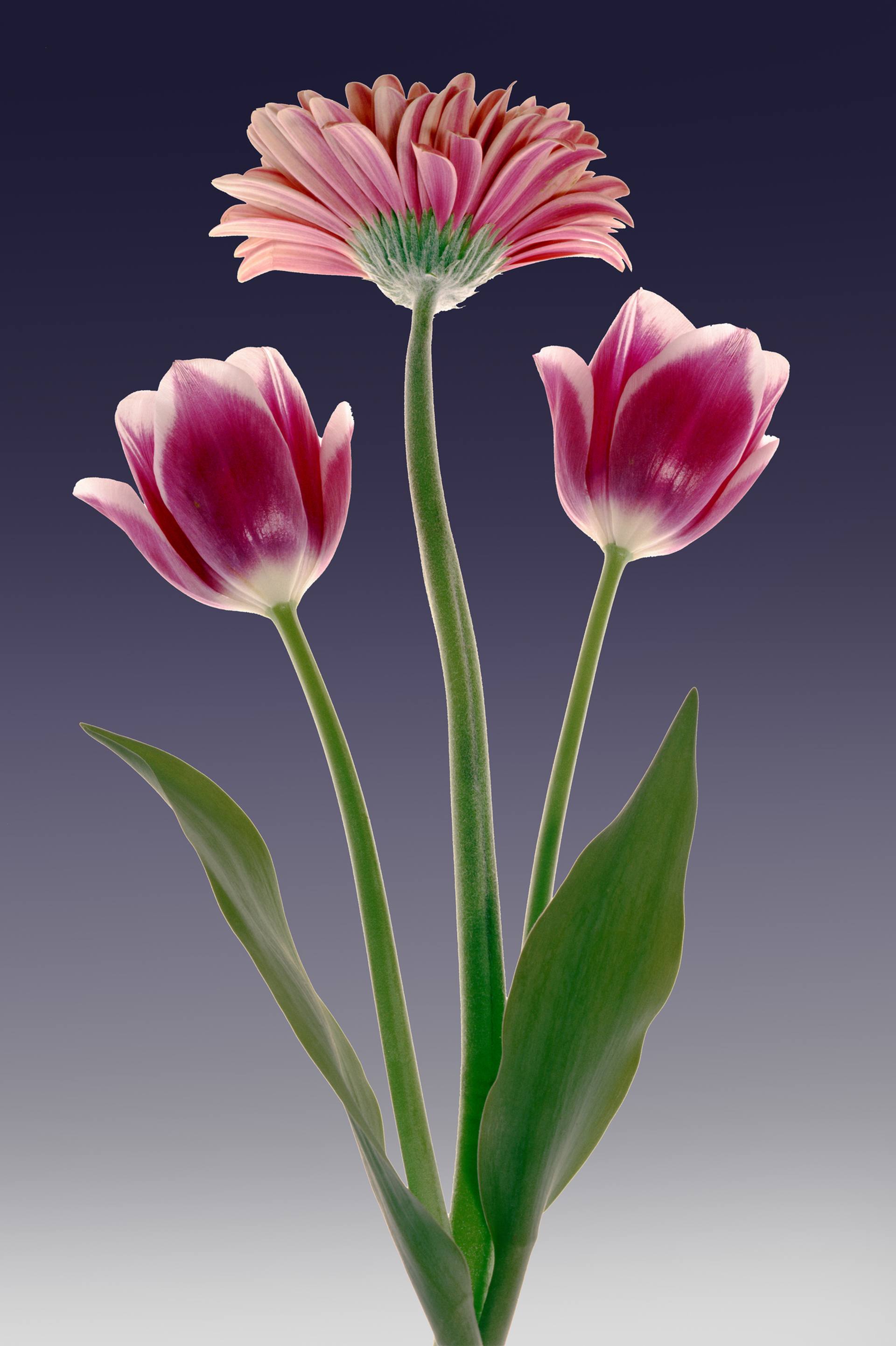 Mr.版画 【Martha (Red Flower)】ED100 Mr.版画 【Martha (Red Flower)】ED100