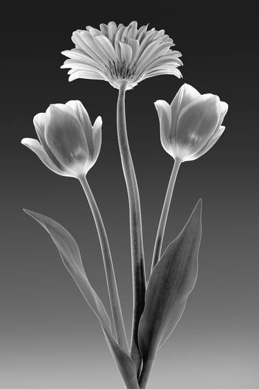Print of Floral Photography by Russ Martin