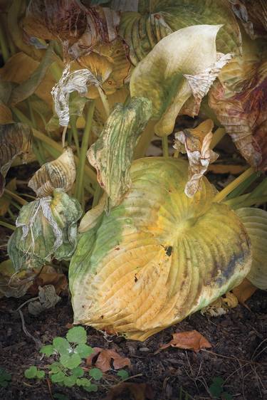 Wilted Hosta Group, Limited Edition thumb