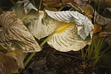 Wilted and Folded Hosta Leaf, Limited Ed. 1/10 thumb
