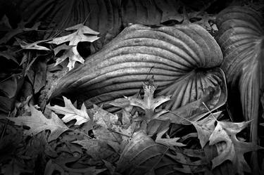 Original Botanic Photography by Russ Martin