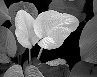 White Wrinkled Leaves, Ltd. Ed., 1/10 thumb
