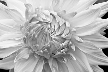 Original Floral Photography by Russ Martin