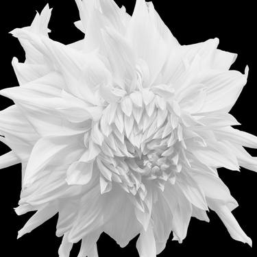 Original Expressionism Floral Photography by Russ Martin