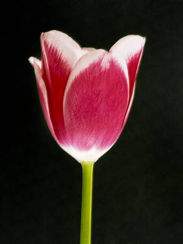 Original Floral Photography by Russ Martin